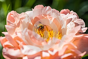 Herbaceous Peonies Pink Hawaiian Coral in flower