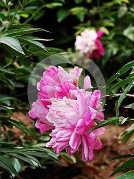 Herbaceous peony
