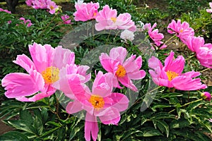 Herbaceous peony