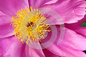 Herbaceous peony flower