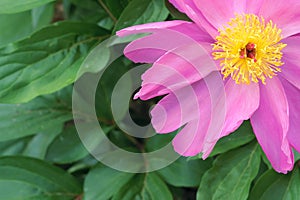 Herbaceous peony flower