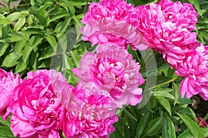 Herbaceous peony flowers