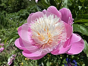 Herbaceous peony Paeonia lactiflora `Bowl Of Beauty`, Peony `Bowl of Beauty`, Chinese Peony `Bowl of Beauty` photo