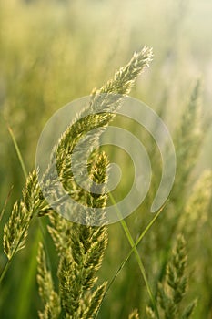 Herbaceous perennial plant Calamagrostis epigejos in the rays of the setting sun. Macro photography. Cereals. Weed.