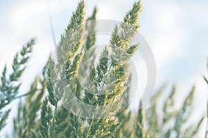 Herbaceous perennial plant Calamagrostis epigejos in the rays of the setting sun. Macro photography. Cereals. Weed.