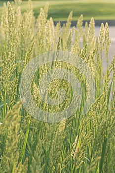 Herbaceous perennial plant Calamagrostis epigejos in the rays of the setting sun. Macro photography. Cereals. Weed.