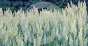 Herbaceous perennial plant Calamagrostis epigejos in the rays of the setting sun. Macro photography. Cereals. Weed.