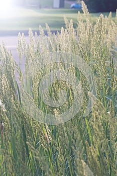 Herbaceous perennial plant Calamagrostis epigejos in the rays of the setting sun. Macro photography. Cereals. Weed.