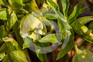Herbaceous perennial plant hellebore blooms in early spring. Primroses in the garden. Spring flowers