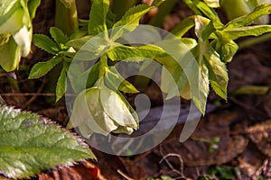 Herbaceous perennial plant hellebore blooms in early spring. Primroses in the garden. Spring flowers