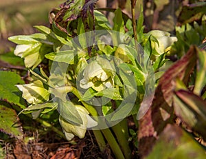 Herbaceous perennial plant hellebore blooms in early spring. Primroses in the garden. Spring flowers