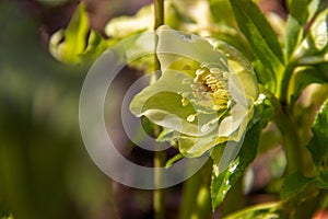 Herbaceous perennial plant hellebore blooms in early spring. Primroses in the garden. Spring flowers