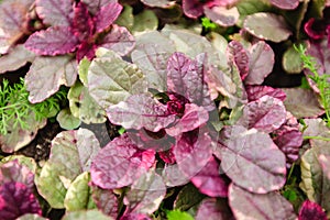 Herbaceous plant Ajuga Sunny day Texture