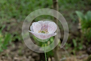 A herbaceous plant with showy flowers, milky sap, and rounded seed capsules. Many poppies contain alkaloids and are a source of dr