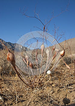 Herbaceous plant with thickening of the stem