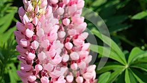 Herbaceous poisonous plant lupins