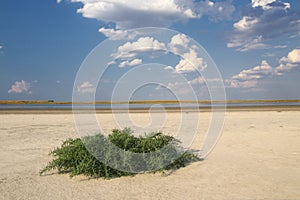 Herbaceous seepweed, Suaeda maritima