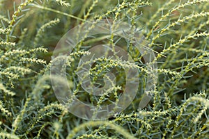 Herbaceous seepweed Suaeda maritima