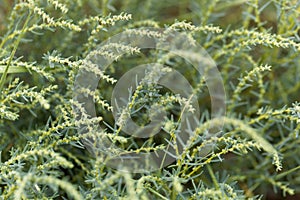 Herbaceous seepweed Suaeda maritima