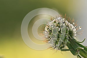 Herbage button background