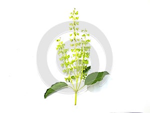 Herbal basil leaves, fragrant spices, dumplings, food on a white background