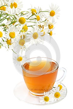 Herbal camomile tea photo