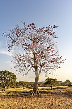 Herbal Colour Tree Butea monosperma