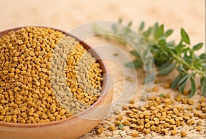 Herbal fenugreek on a wooden background