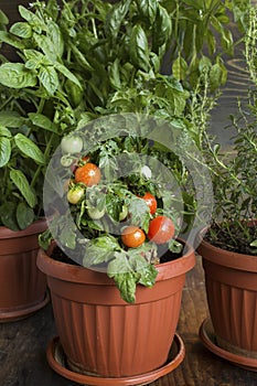 Herbal Garden with Cherry Tomatoes, Potted