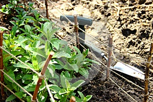 Herbal Garden with Garden Tools