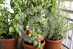 Herbal Garden Potted on Terrace