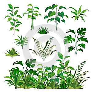 Herbal green elements. Tropical jungle leaves and brunches collection, paradise summer flora, rainforest isolated decor