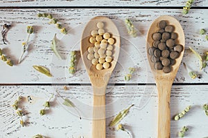 Herbal homeopathy natural pills or vitamins in wooden spoons and dry herbs on white wooden vintage background.