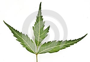 Herbal leaves of a neem tree