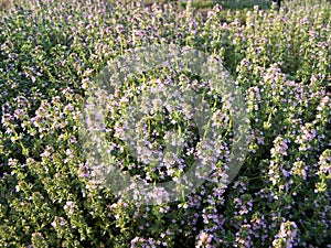 Herbal Lemon Thyme Flowers