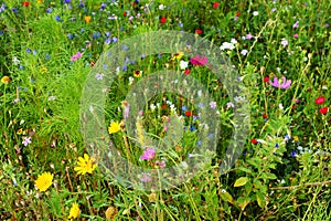 Herbal meadow mixed flowers at bloom summer season nature details