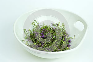 Herbal medicine,forest thyme on white bowl