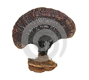 Herbal Medicine lingzhi