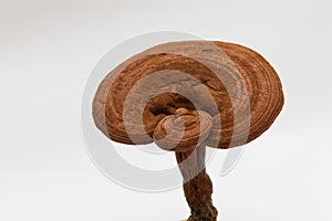 Herbal Medicine lingzhi