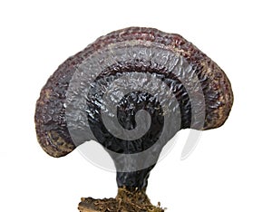 Herbal Medicine lingzhi