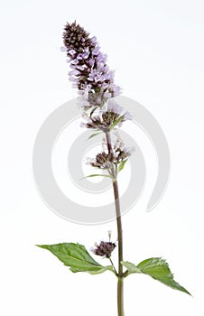 Herbal medicine Mentha spicata (Spearmint, Spear Mint) photo