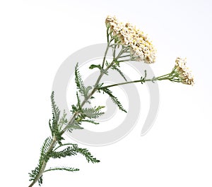 Herbal medicine: Milfoil photo