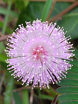 Close up from pinky lovely flowers ti\'s Mimosa pudica photo