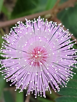 lovely Mimosa pudica flowers photo