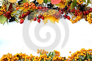 Herbal natural autumn frame with space