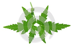 Herbal neem leaves