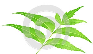 Herbal Neem leaves