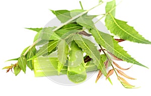 Herbal Neem leaves with aloevera