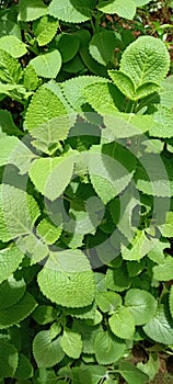 Herbal origano plant