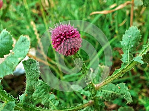 A herbal plant  is called Kottai karanthai